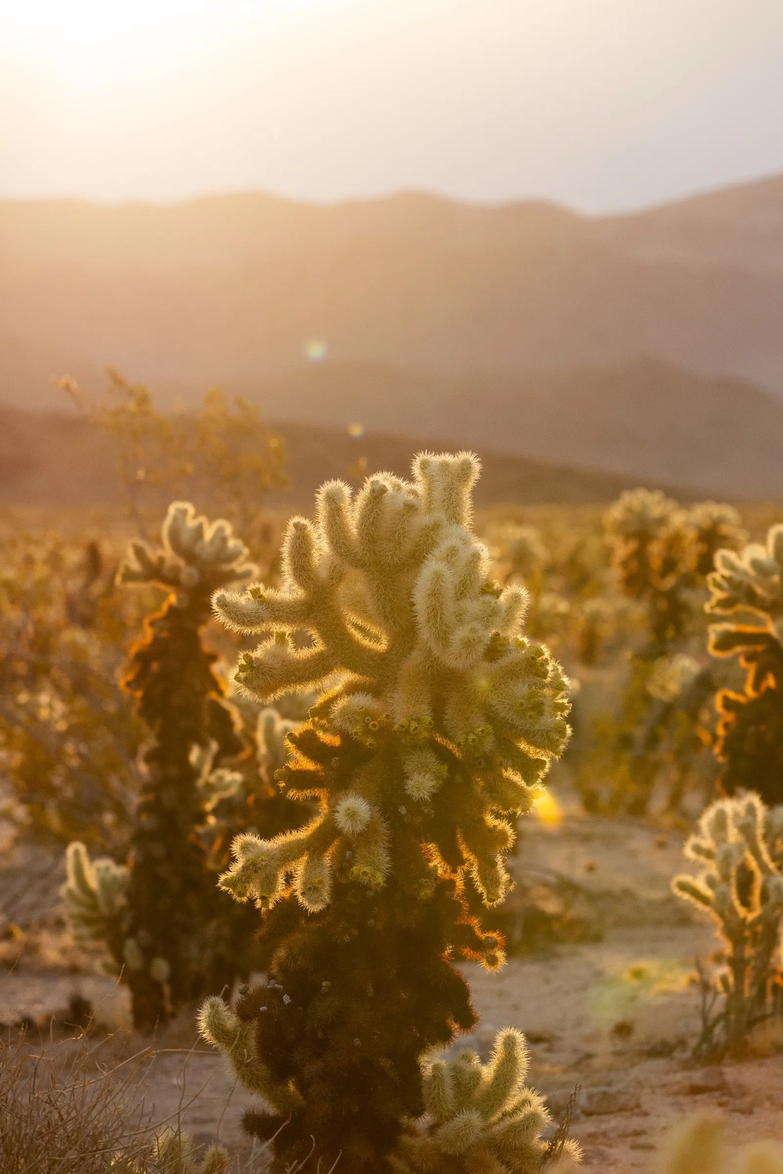 Travel photography for California